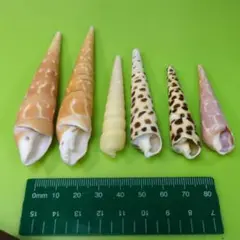 貝殻No818
