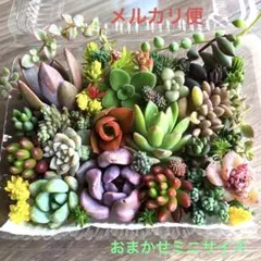 多肉植物♡おまかせ韓国苗詰め合せ♡ちまちま寄せ植えカット苗セットR