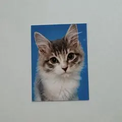 赤の他人の猫 証明写真 ガチャガチャ