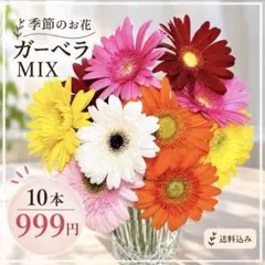 【期間限定｜季節のお花】ガーベラMIX 10本　生花・切花・花緑