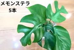 수경재배에 뿌리를 둔 리틀 몬스테라 식물 5가지 C