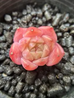 シ*ー様 現品　新作　多肉植物　エケベリア　ルビーのいちご大福　1株　5cm鉢