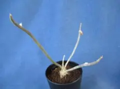 kenn様 リクエスト 2点 まとめ商品