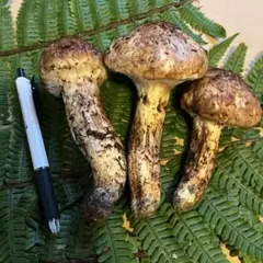 長野県産 南信州産 国産 天然松茸 約448g 16 - メルカリ