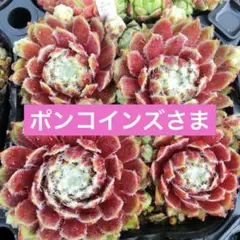 ポンコインズ★ご購入前にプロフ必読様 リクエスト 3点 まとめ商品