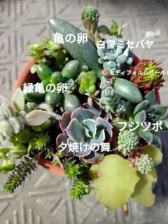 ꪔ̤ 海のいきものᐢ.ˬ.ᐢ 多肉 亀の卵 緑亀の卵 フジツボ