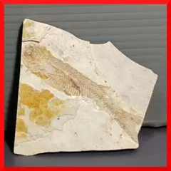 魚(リコプテラ科) 化石 景品類 - メルカリ
