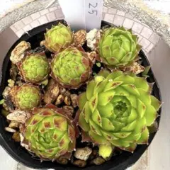 多肉植物 センペルビウム テクトラム ルージュ No.62【赤】 - メルカリ