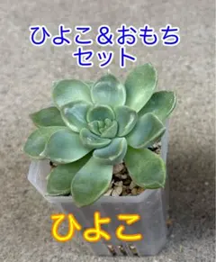 【訳あり】多肉植物 つぶつぶ屋『ひよこ』『おもち』セット