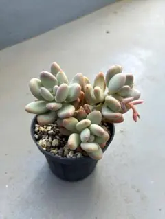 多肉植物 桃美人 そのまま発送 - メルカリ