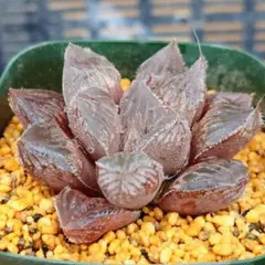 うさこ311様 リクエスト 6点 まとめ商品