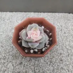 2026年最新】ラブリーローズ錦の人気アイテム - メルカリ