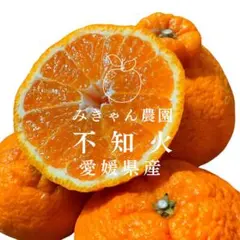 濃密甘々✨愛媛県西宇和産　デコみきゃん　不知火　小玉4キロ　木成り完熟のサムネイル