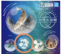 4種類】セミコンプリート 鳥羽水族館 カプリウムコレクション ガチャ