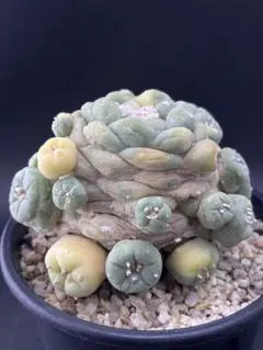 サ*生様 黒肌疣翠冠玉 カキコ 鉢植え メルカリ便送料込み - メルカリ