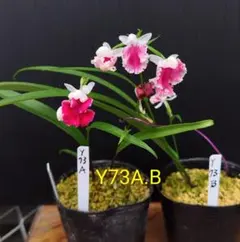 ウチョウラン　朱花2ポット Y73A.Bのサムネイル