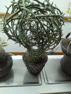 丸形　良形　アデニア　グロボーサ　現地球 アデニア プセウドグロボーサ 現地球 丸型良樹形 発根済み コーデック