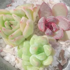 シャングリラ　クリスタル　プロモ PSA10 シャングリラクリスタル 漫画公開記念 プロモ デュエマ