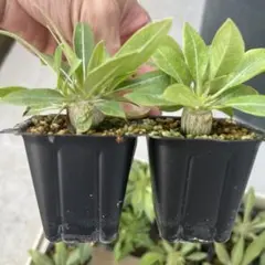 激レア パキポディウムマカイエンセ 魔界玉 変態株 2025年最新