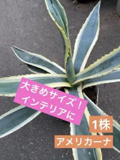 アガベ　アメリカーナ　白縞斑　超刷毛斑入り❗　① アガベ アメリカーナ 白縞斑 超刷毛斑入り❗ ①