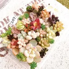 207 多肉植物　カット苗　詰め合わせ　セット　セダム　エケベリア　寄せ植え