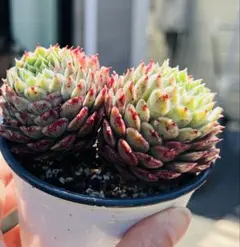 みき様 ご専用　值引100円　おまけ付き　リクエスト 4点 まとめ商品