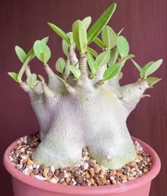 a86 良型 アデニウム ドワーフ タコ足 塊根植物 コーデックス