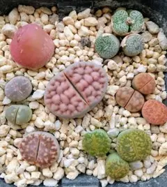 コノフィツム、リトープス寄せ植えのサムネイル