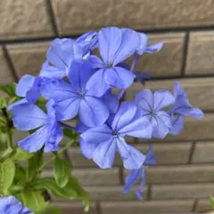 ルリマツリ 苗 鉢植え 抜き苗4本 高さ40cmぐらい - メルカリ