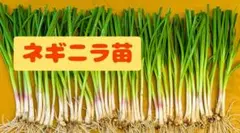 ネギニラ苗20本