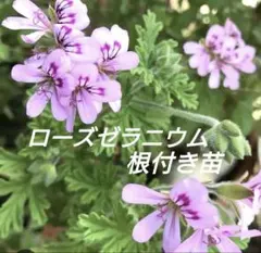 ②バラ特有の香り♫ストレス緩和、スキンケアにローズゼラニウム苗