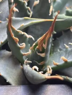 エボリスピナ実生　選抜　陽炎 実生選抜】アガベ・ユタエンシス「エボリスピナ」陽炎 3号ロング