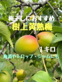 樹上黄熟梅　梅郷1キロ　無選別　梅干しにおすすめのサムネイル