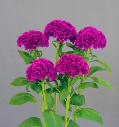 totomi様 リクエスト 2点 まとめ商品