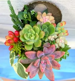 ❤️そのまま飾れる♡多肉植物❤️
