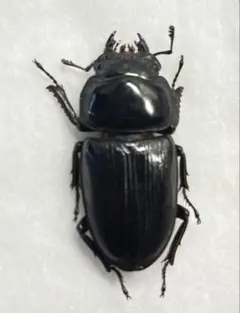 Aptrocyclus honoluluensis 標本 ハワイハネナシクワガタ - メルカリ
