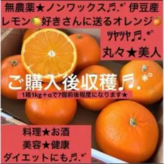 【水曜収穫発送★レモン好きさんに送る♬オレンジ★】安心安全★ノンワックス★伊豆産