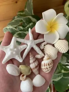 貝殻セット　15点　プリメリア　ヒトデ　結婚式　特別セット　素材　インテリア