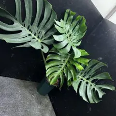 モンステラ　Macrocosm（マクロコズム）極美葉　発根済みカット苗2ノード モンステラ Macrocosm（マクロコズム）極美葉 発根済みカット苗2ノード