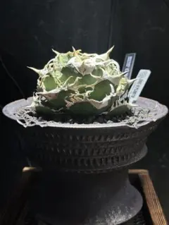 Agave titanota cok cg01 追星 - メルカリ
