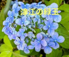 花苗】紫陽花 星占い 加茂セレクション カモセレ ポットごと発送 タグ