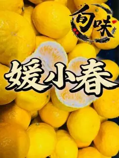 絶品‼️愛媛県産 希少柑橘‼️激ウマ　媛小春 3kg みかんキング