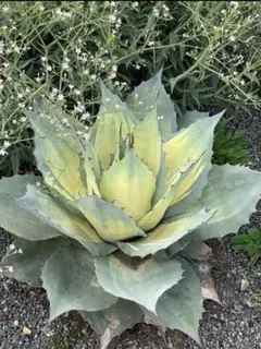 オバティフォリア　ジャックフロスト　白覆輪 オバティフォリア ジャックフロスト 白覆輪 - メルカリ