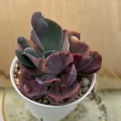 多肉植物 韓国苗 ビヨンセ虹錦 - メルカリ