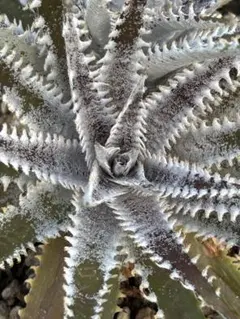 小型 DBディッキア Dyckia Bill Baker hybrid #214 - メルカリ