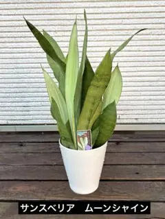 サンスベリア ムーンシャイン観葉植物 ポットごと発送 らくらく