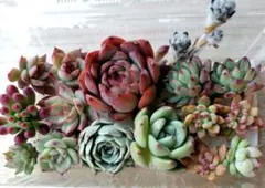 ①多肉植物ミニ苗詰め合わせセット