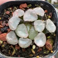 Top【選抜株】多肉植物 13219浮藻ウキモ 10個 鉢無し/脱土 - メルカリ