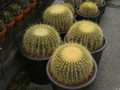 金鯱 サボテン キンシャチ 12号 ロックガーデン ドライガーデン 超特大厳選品