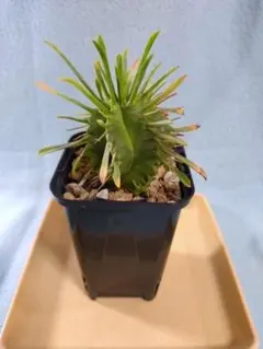 m2b様 リクエスト 2点 まとめ商品